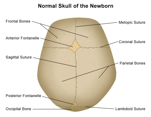 Normal Human Skull