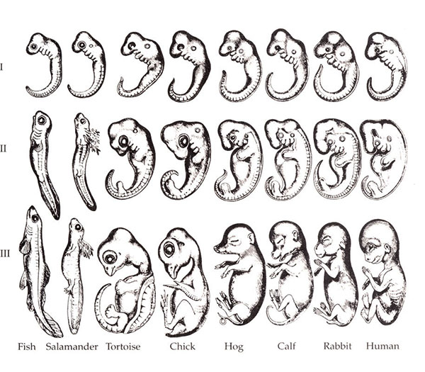 Scopes Monkey Trial Prophecy Today Minstries Haeckel's Fake drawing