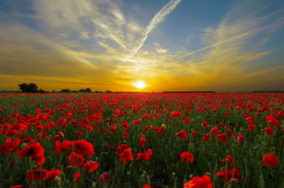 A field of flowers at sunset